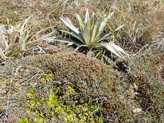 Dracophyllum prostratum