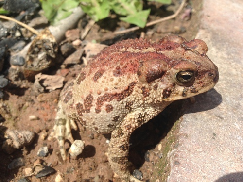 Pine Toad