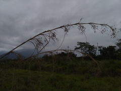 Cladium mariscus mariscus