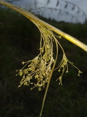 Cladium mariscus mariscus