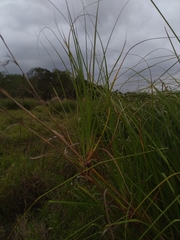 Cladium mariscus mariscus