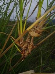 Cladium mariscus mariscus