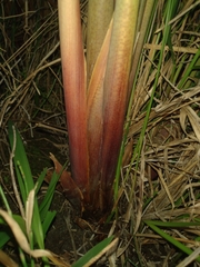 Cladium mariscus mariscus