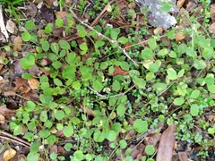 Ranunculus membranifolius