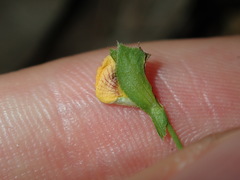 Zornia dyctiocarpa