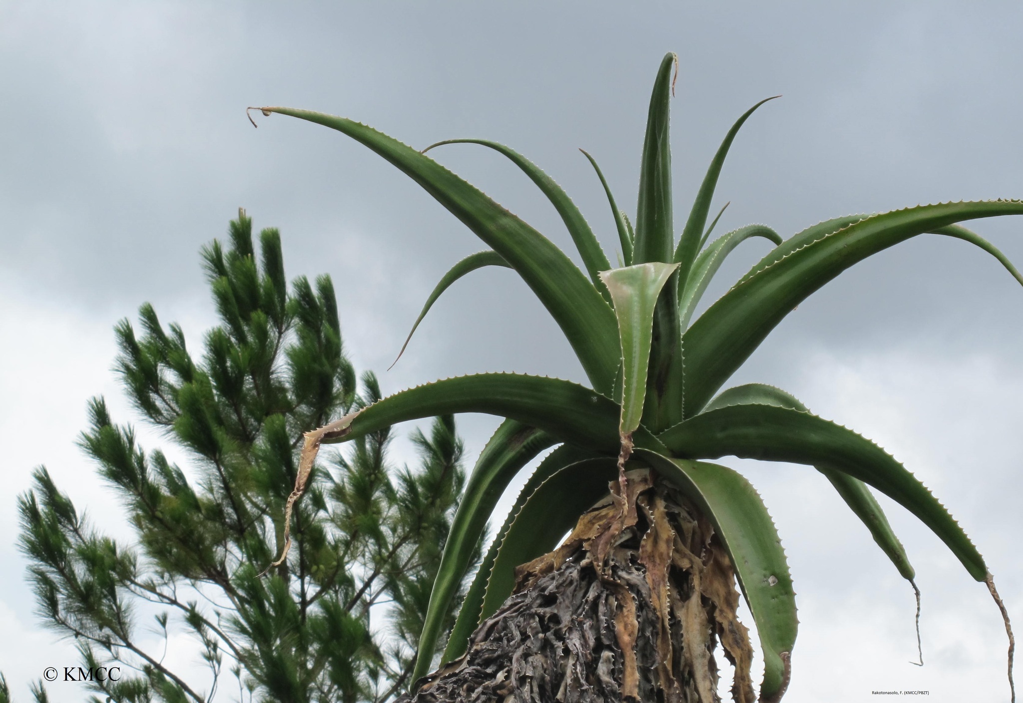 bere aloe vera fa dimagrire Organic Aloe Vera Gel