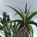 Aloe vaombe - Photo (c) Franck Rakotonasolo,  זכויות יוצרים חלקיות (CC BY-NC), הועלה על ידי Franck Rakotonasolo