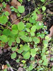 Ranunculus membranifolius