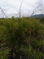 Cladium mariscus mariscus