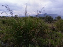 Cladium mariscus mariscus
