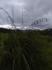 Cladium mariscus mariscus