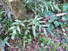 Asplenium lepidotum