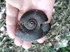 Powelliphanta