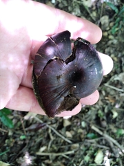 Powelliphanta