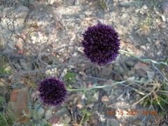 Allium atroviolaceum