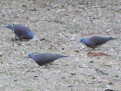 Nesoenas picturatus
