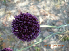 Allium atroviolaceum