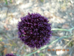 Allium atroviolaceum