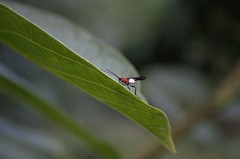 Campyloneurus