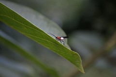 Campyloneurus