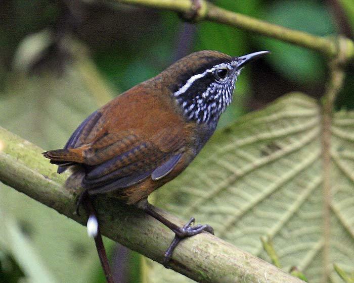 Munchique Wood-Wren photo
