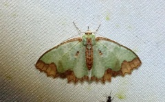 Eucyclodes iridescens