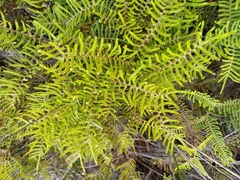Gleichenia inclusisora