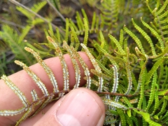 Gleichenia inclusisora