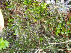 Celmisia laricifolia