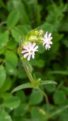 Silene decipiens