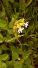 Silene decipiens