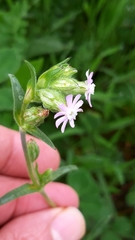 Silene decipiens