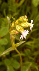 Silene decipiens