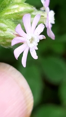 Silene decipiens