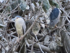 Nycticorax nycticorax nycticorax