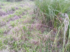 Cladium mariscus mariscus