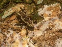 Poropterus angustatus