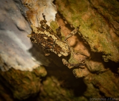Poropterus angustatus
