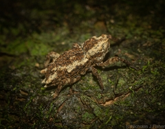 Poropterus angustatus