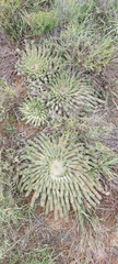 Euphorbia inermis