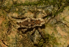 Poropterus angustatus