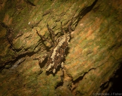 Poropterus angustatus