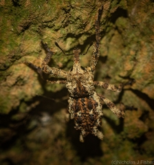 Poropterus angustatus