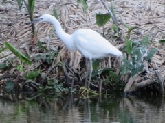 Egretta garzetta dimorpha