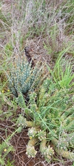Aloe longistyla