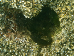 Omobranchus anolius