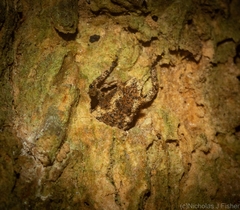 Poropterus angustatus