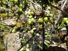 Asterella marginata