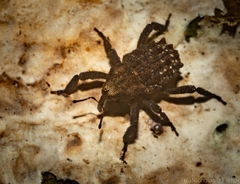 Nechyrus incomptus