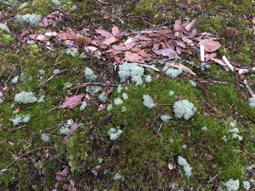 Reindeer Lichen